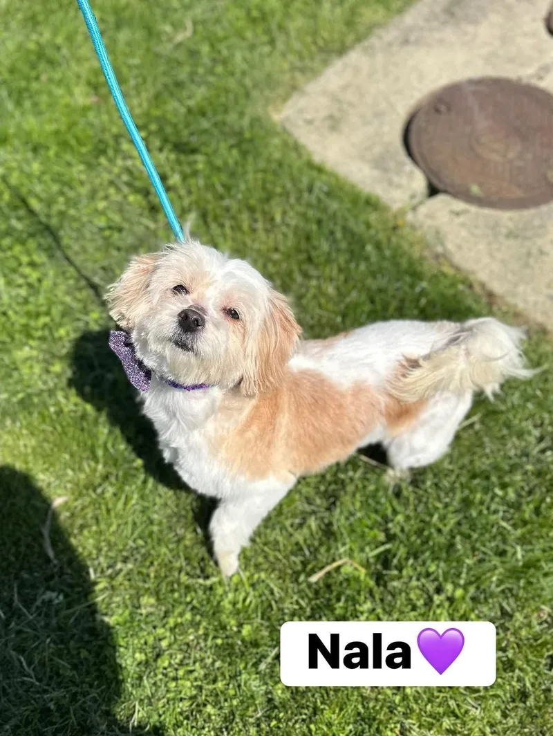 An adult small-sized female White / Cream Shih Tzu dog named Nala for adoption in Myerstown, PA