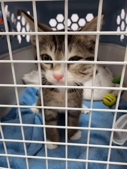 A baby small-sized male Domestic Short Hair cat named Capt H for adoption in Fort Walton Beach, FL