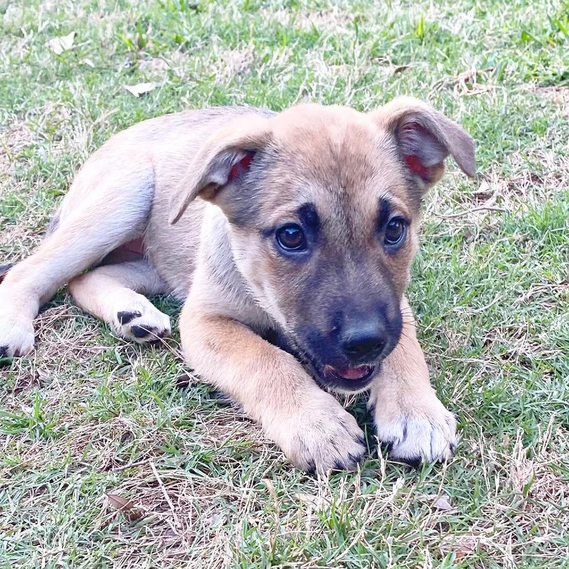A baby medium-sized female Sable Shepherd dog named April for adoption in Flower Mound, TX