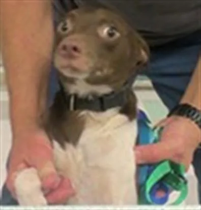 An adult small-sized male Klee Kai dog named A for adoption in Oklahoma City, OK