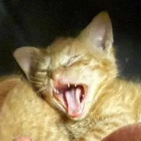 A baby small-sized male Orange / Red Domestic Short Hair cat named Crush for adoption in Winchester, VA