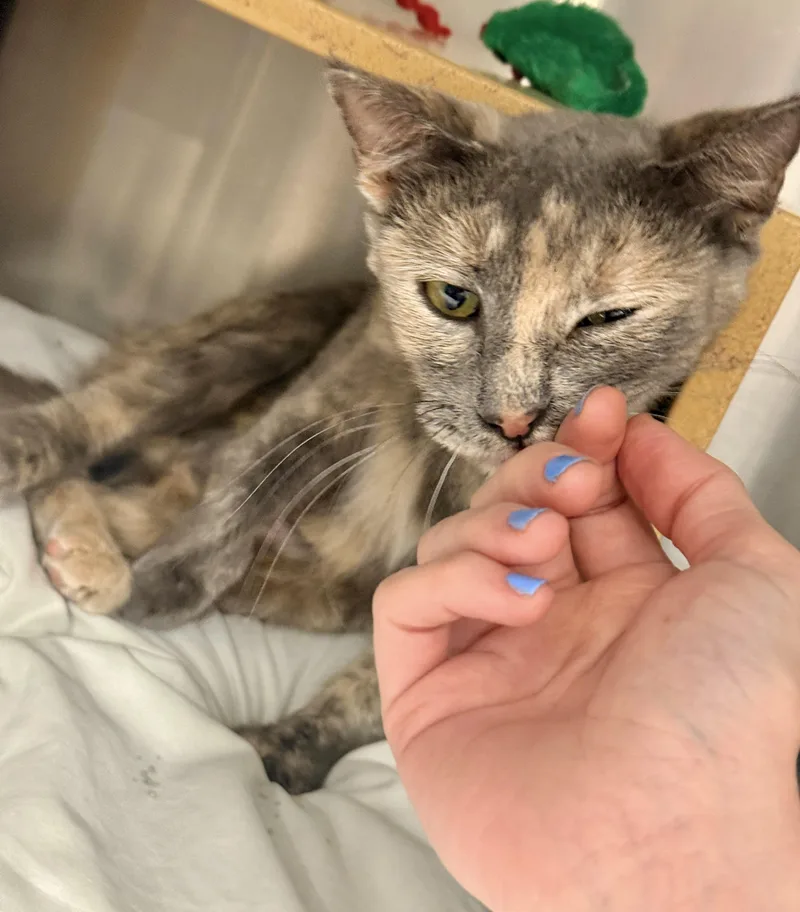 Momma Jungle thumbnail 2