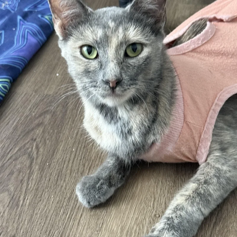 Momma Jungle thumbnail 3