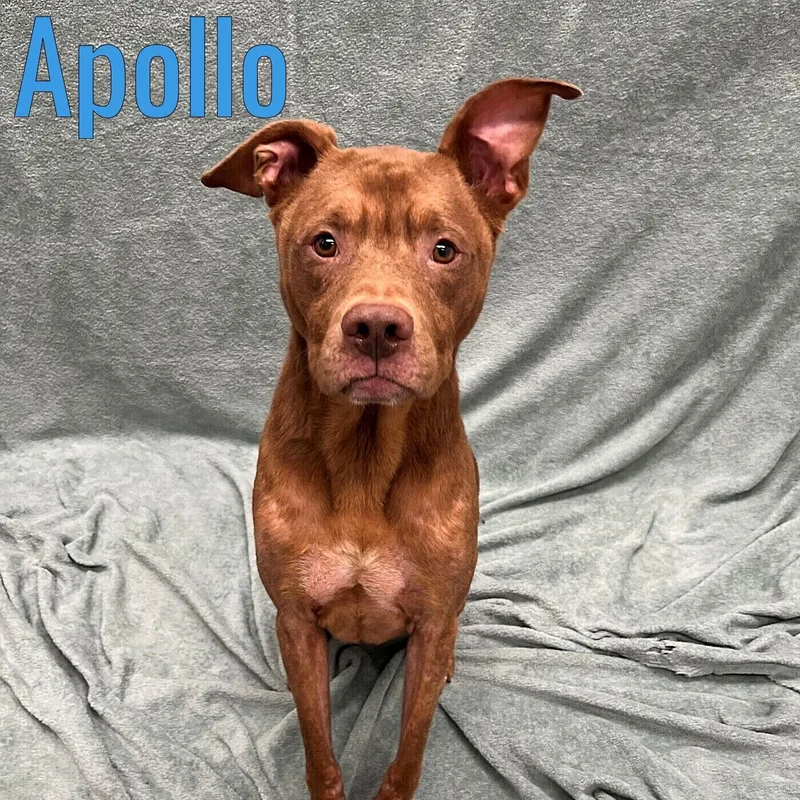 A young medium-sized male Mixed Breed dog named Apollo for adoption in Pleasantville, NJ