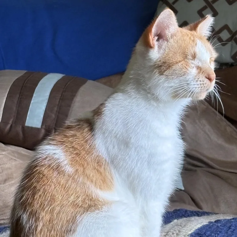 A young medium-sized female Orange & White Domestic Short Hair cat named Maple for adoption in Sewell, NJ