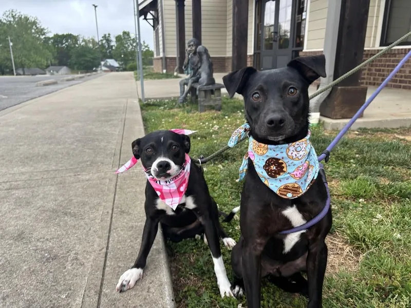 An adult small-sized male Tricolor (Brown, Black, & White) Mixed Breed dog named Gadget for adoption in Dickson, TN