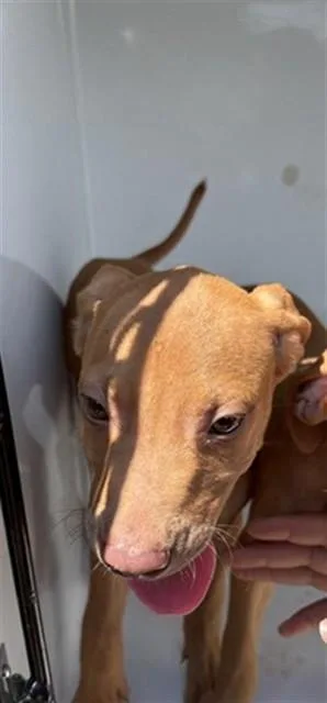 A baby small-sized female Pit Bull Terrier dog named Lizzie for adoption in Augusta, GA