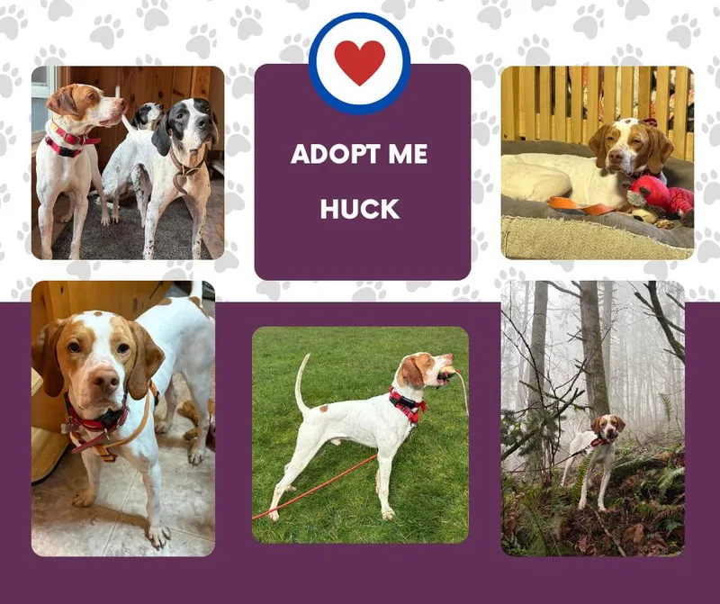 A young medium-sized male White / Cream English Pointer dog named Huck for adoption in Bridgeton, NJ