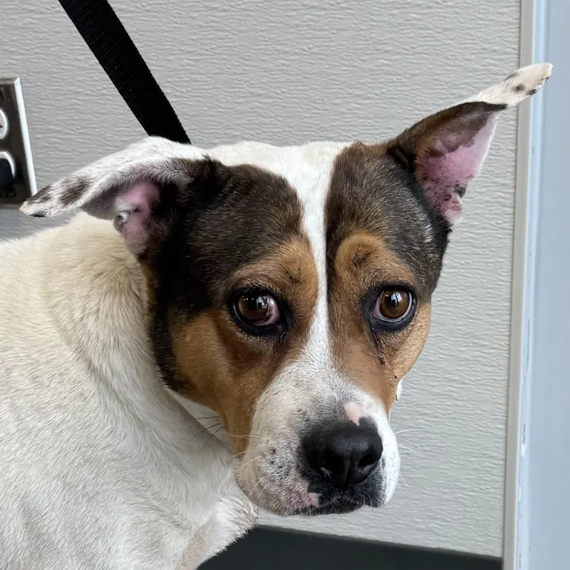 An adult medium-sized female White / Cream Mixed Breed dog named Birdie for adoption in Las Cruces, NM