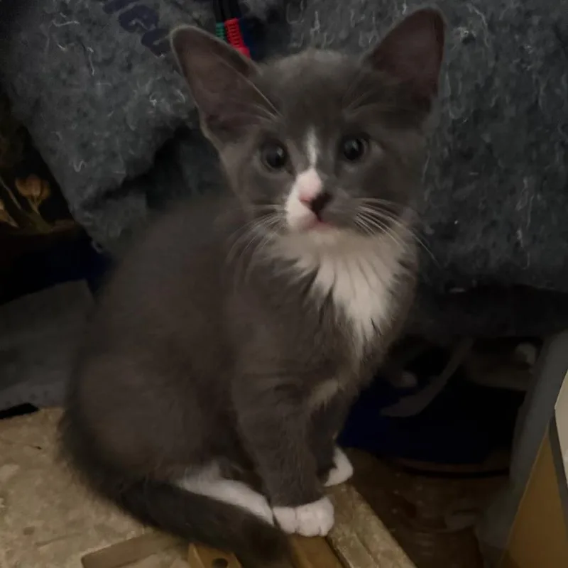 A baby small-sized female Gray / Blue / Silver Domestic Short Hair cat named Luisa for adoption in Las Vegas, NV
