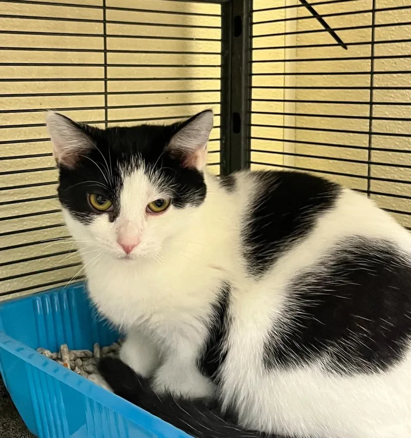 A baby small-sized female Domestic Short Hair cat named Cinderella for adoption in Shorewood, IL