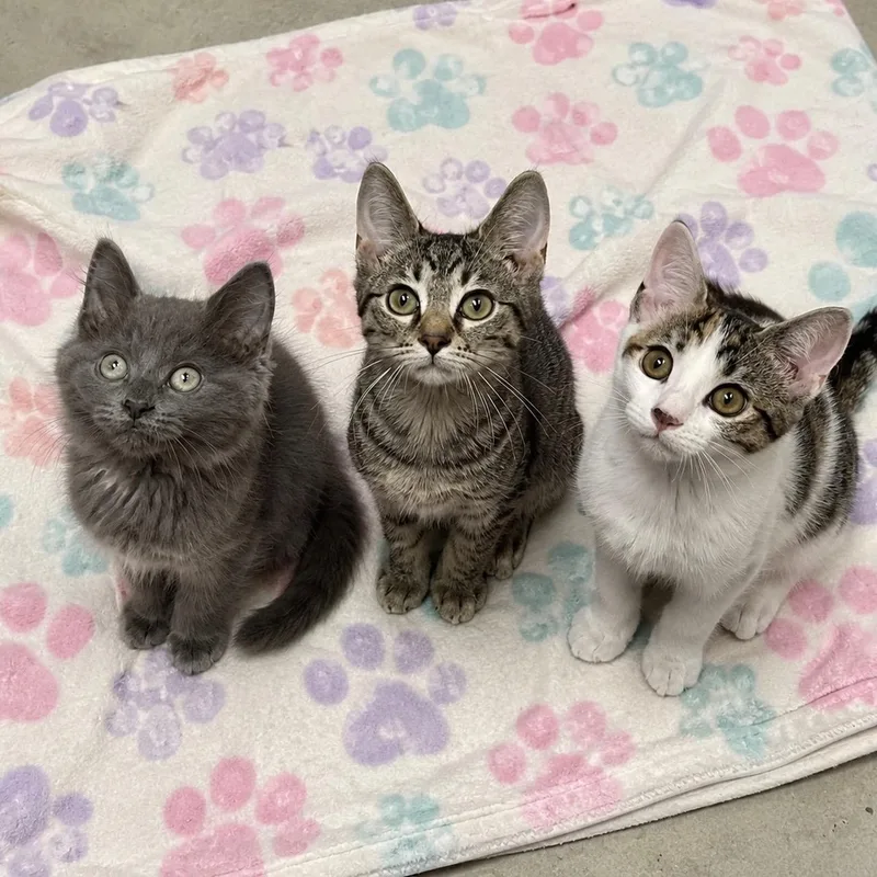 A baby medium-sized female Gray / Blue / Silver Domestic Long Hair cat named Flax for adoption in Racine, WI