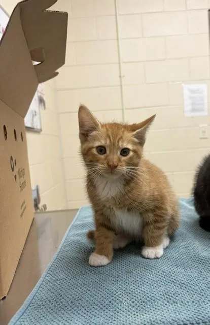 A baby small-sized male Domestic Short Hair cat named Possum for adoption in Westland, MI