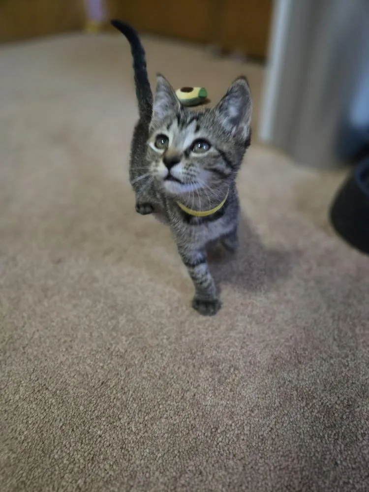 A baby small-sized female Tabby (Brown / Chocolate) Domestic Short Hair cat named Sunny for adoption in Union Grove, WI