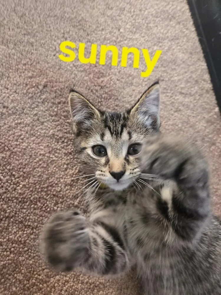 Sunny thumbnail 2