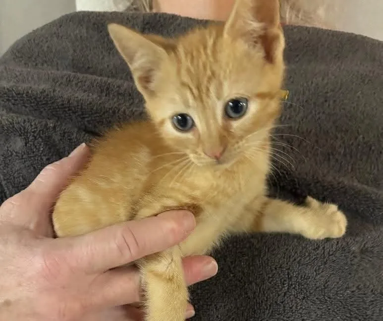 A baby small-sized male Tabby (Orange / Red) Domestic Short Hair cat named Mr. Yellow for adoption in East Brunswick, NJ