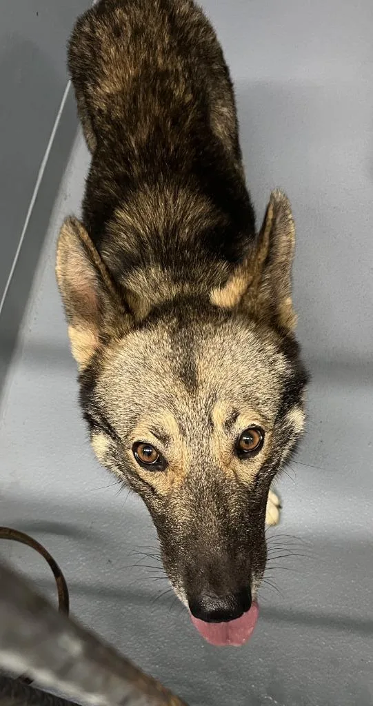 A young large-sized male German Shepherd Dog dog named Bay for adoption in Cartersville , GA