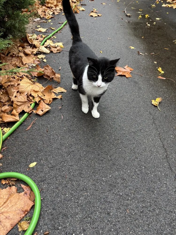 Dj Oreo Mcflurry thumbnail 2