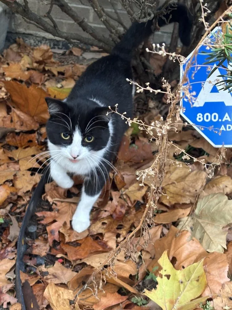 Dj Oreo Mcflurry thumbnail 3