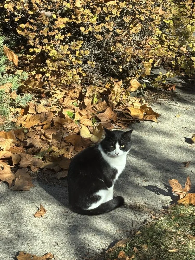 Dj Oreo Mcflurry thumbnail 4