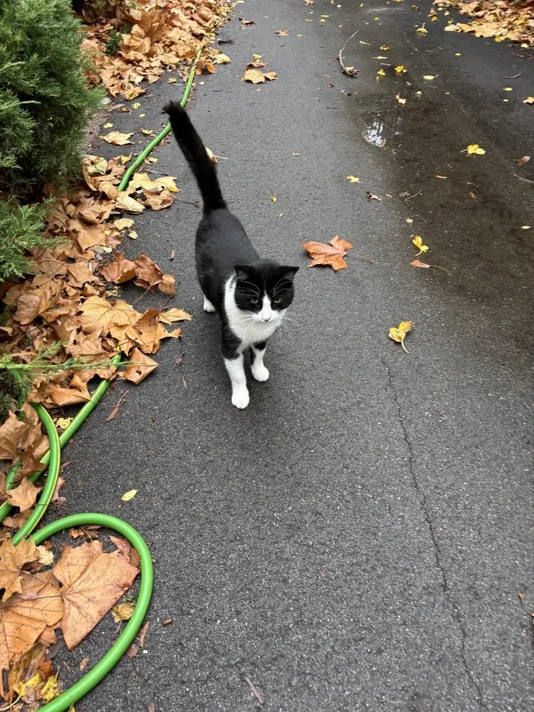 Dj Oreo Mcflurry thumbnail 5