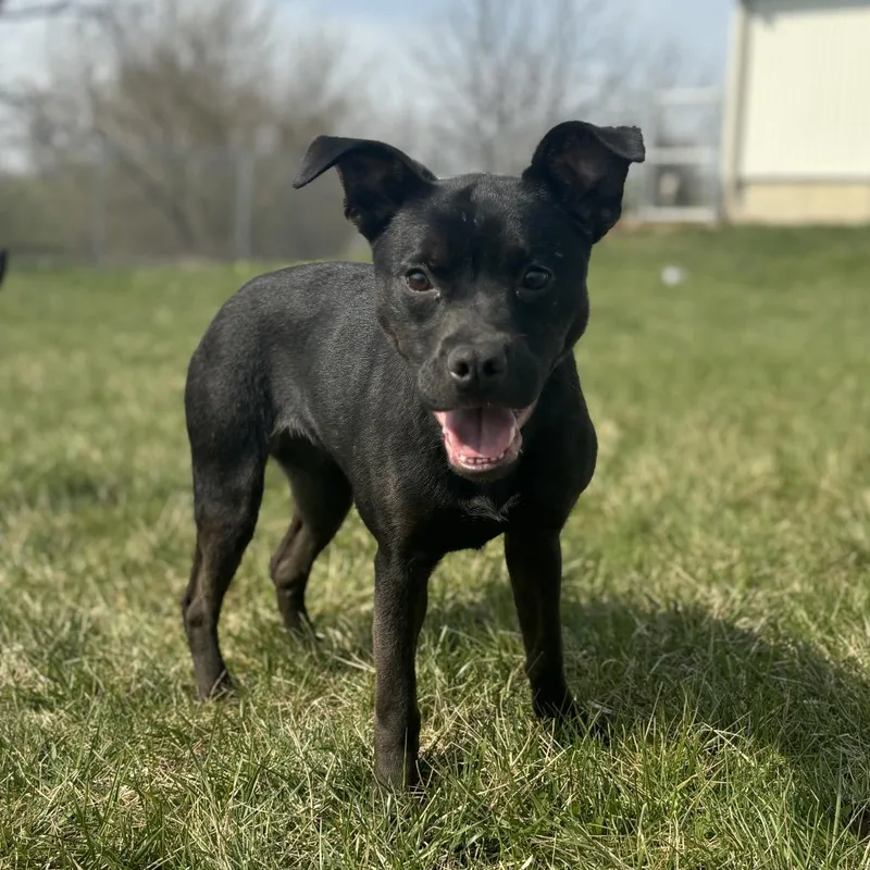 An adult medium-sized female Black Mixed Breed dog named Ramona for adoption in Marshalltown, IA