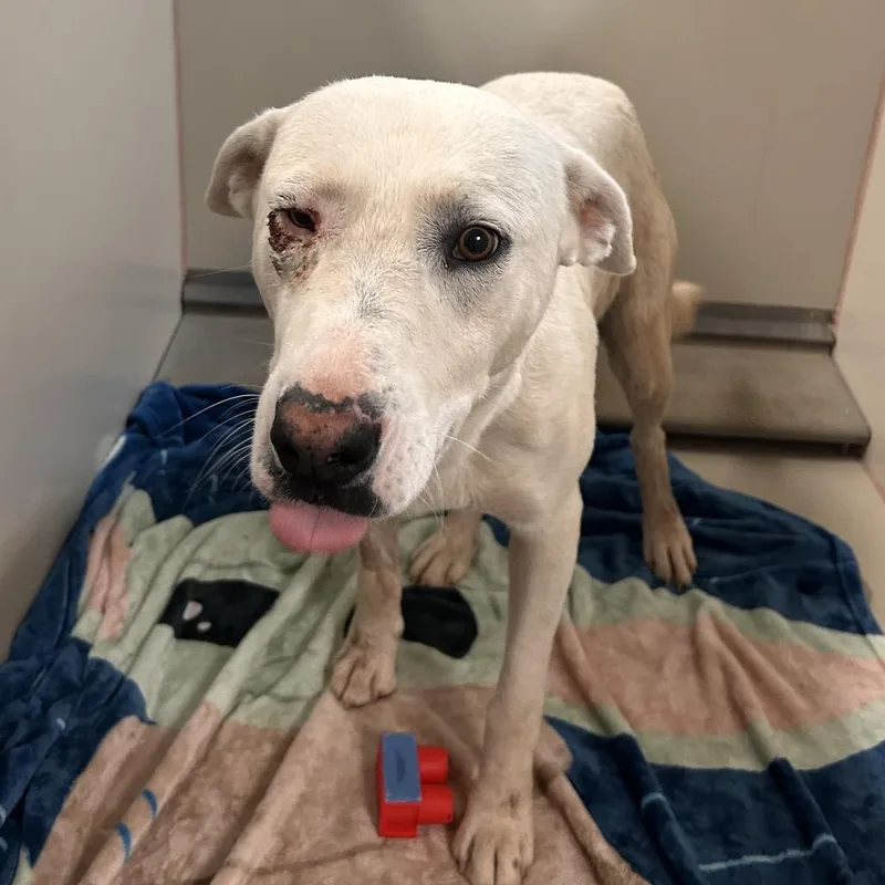 An adult large-sized male White / Cream Labrador Retriever dog named Rooster for adoption in Flagstaff, AZ