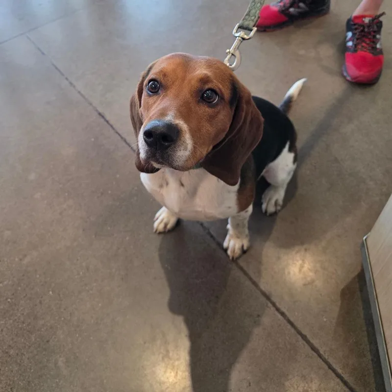 An adult medium-sized male Brown / Chocolate Beagle dog named Faizon for adoption in Chattanooga, TN