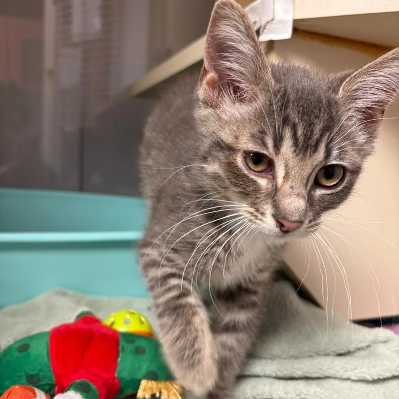 A baby small-sized female Gray / Blue / Silver Domestic Short Hair cat named Abeja for adoption in South Elgin, IL