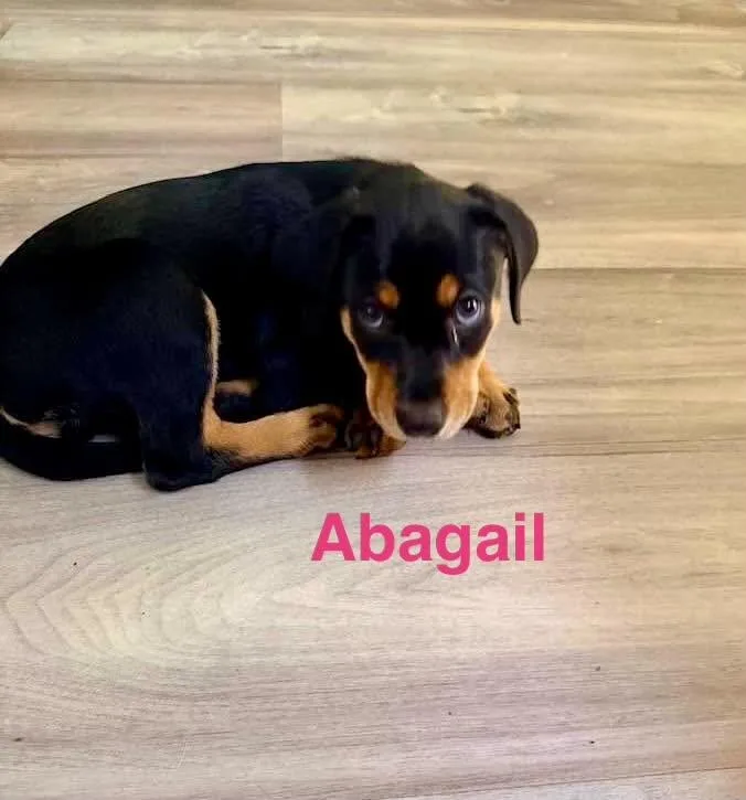 A baby large-sized female Black Doberman Pinscher dog named Abagail for adoption in Madisonville, LA