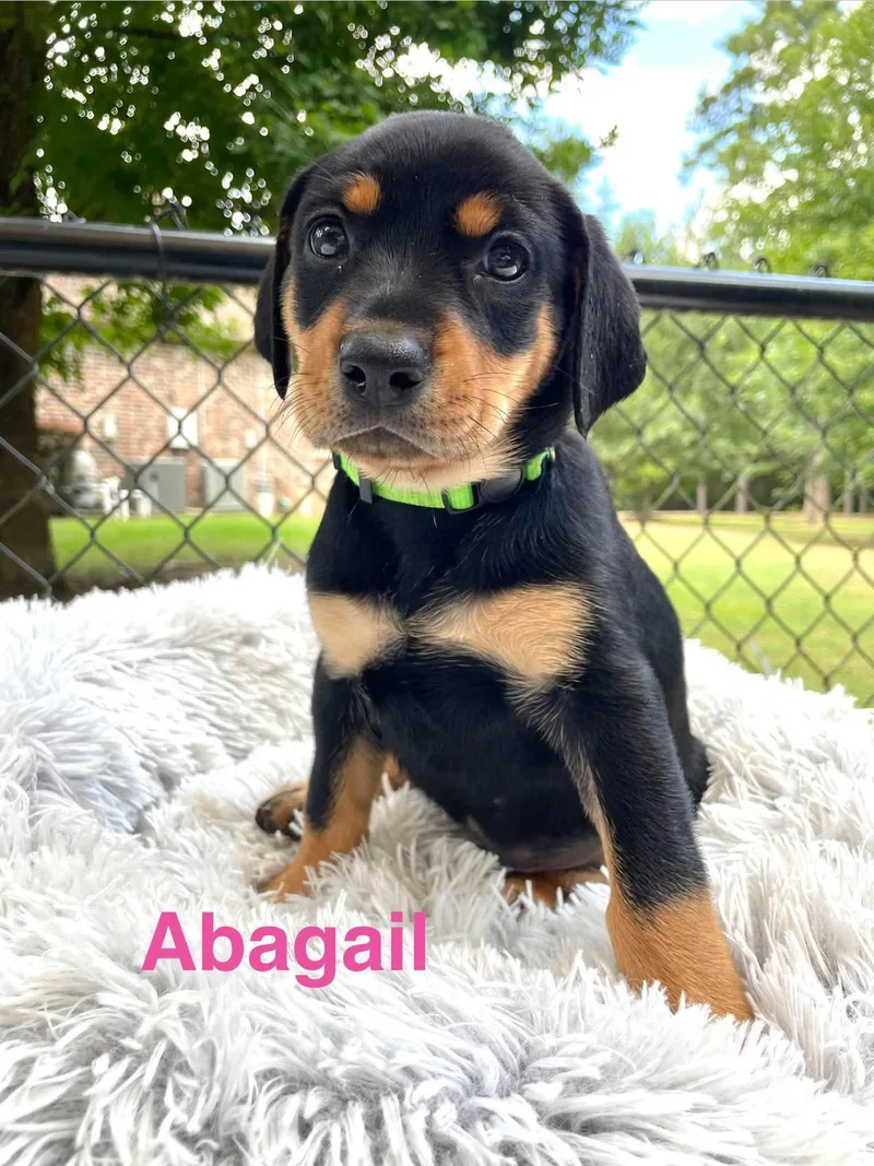 Abagail thumbnail 2