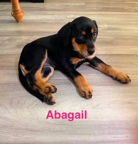 Abagail thumbnail 3