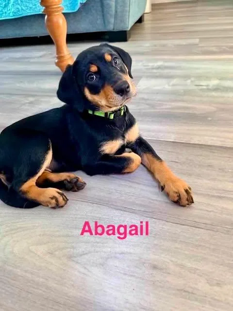 Abagail thumbnail 4