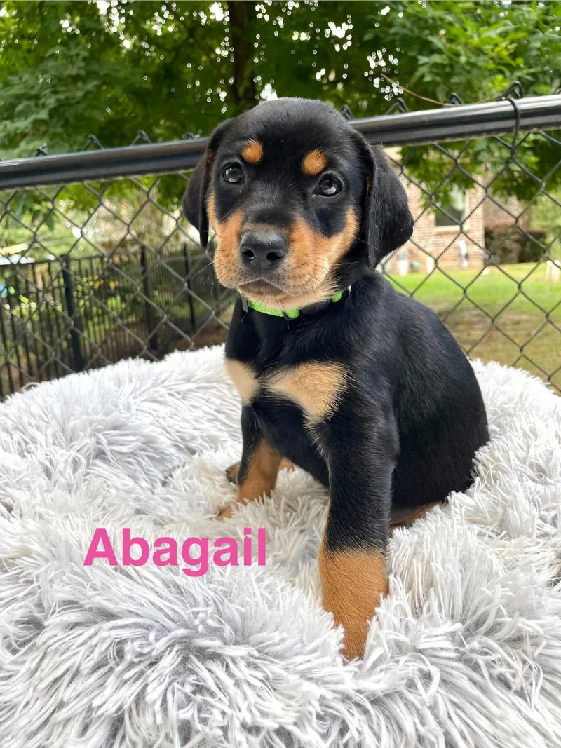 Abagail thumbnail 6