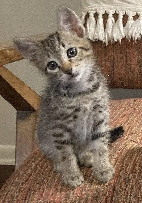 A baby small-sized male Tabby cat named Pikachu C Bell for adoption in Saunderstown, RI