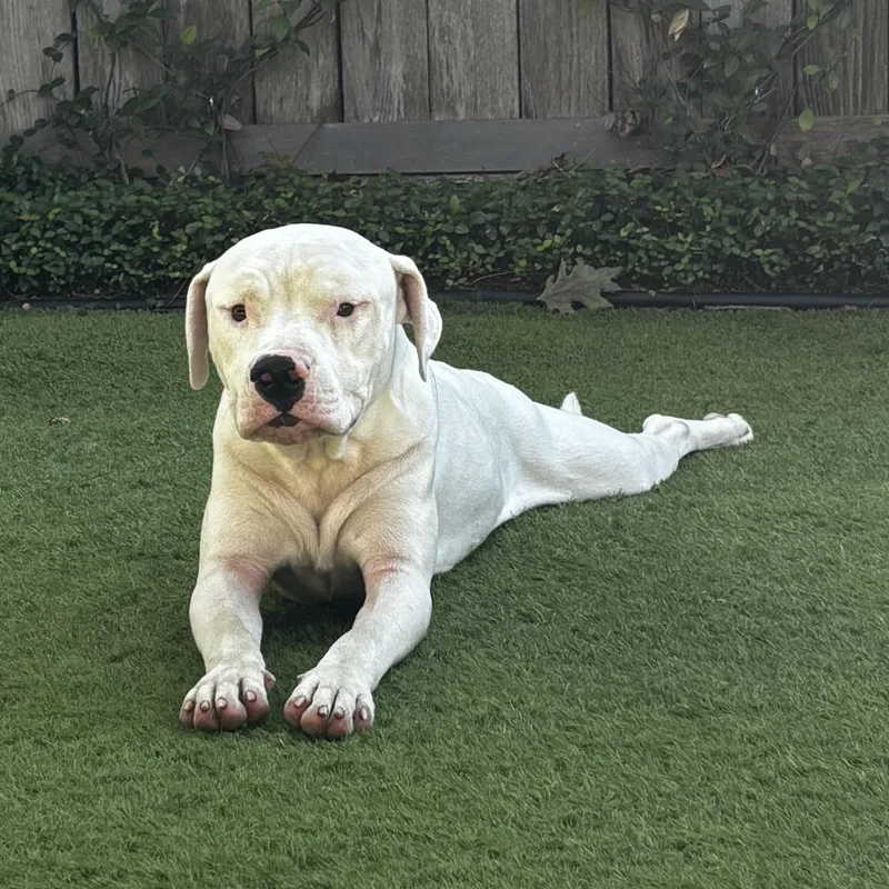 A young medium-sized male Apricot / Beige Mixed Breed dog named Sammy for adoption in Houston, TX