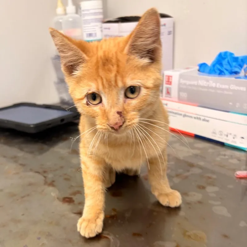A baby small-sized male Orange / Red Domestic Short Hair cat named Shaggy for adoption in Concord, NC