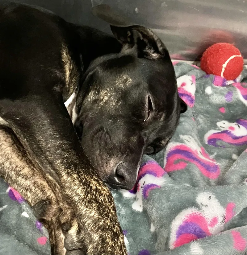 A baby medium-sized female Brindle Mixed Breed dog named Piper b for adoption in Parma, OH