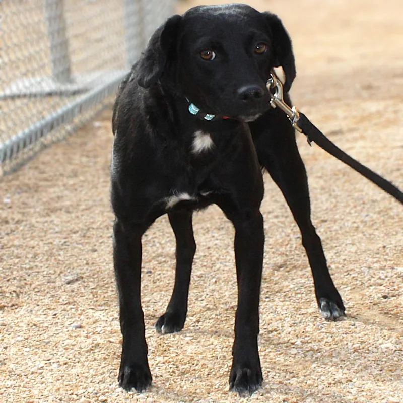 A young small-sized female Black Mixed Breed dog named Cecillia for adoption in Las Cruces, NM