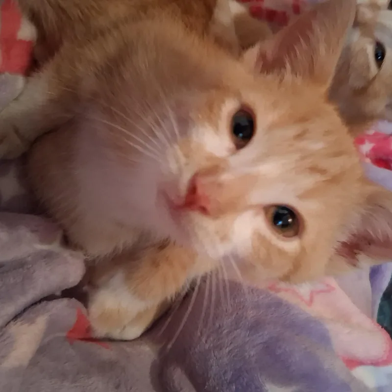 A baby medium-sized female Orange & White Tabby cat named Sweet Potato The for adoption in Macomb, MI