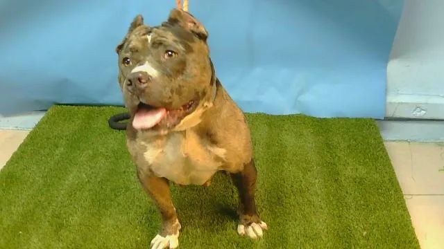 An adult large-sized female Staffordshire Bull Terrier dog named Jade for adoption in Gardena, CA