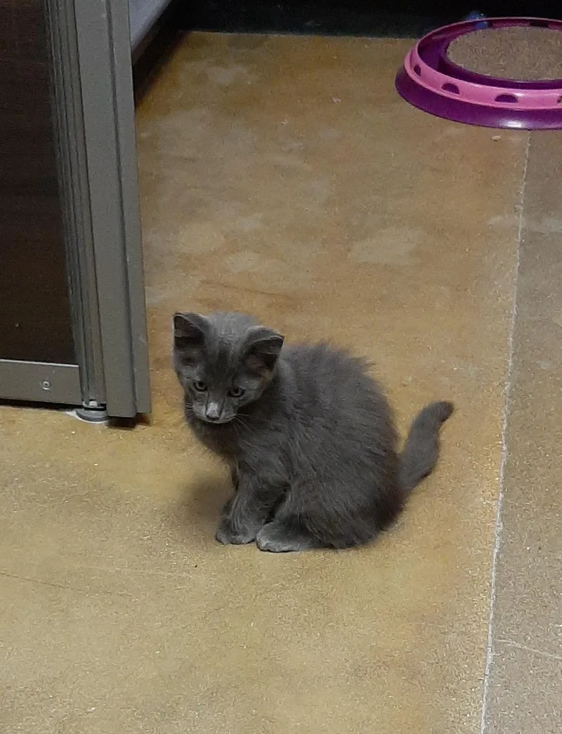 A baby medium-sized male Gray / Blue / Silver Domestic Medium Hair cat named Grayson for adoption in Belleville, IL