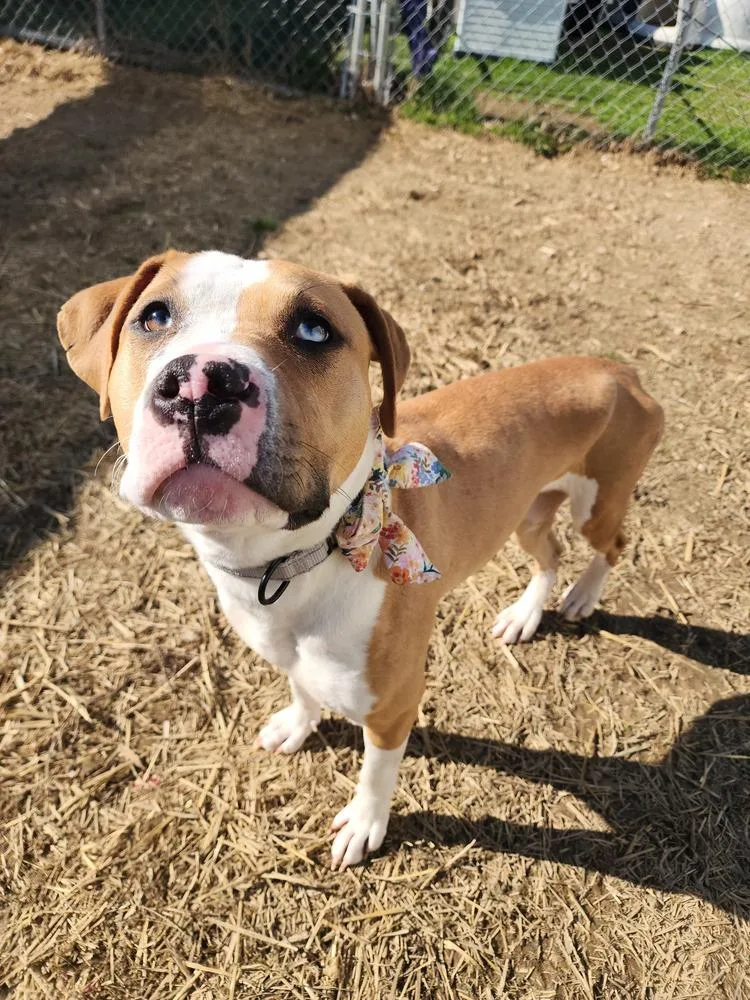 A young medium-sized female White / Cream Pit Bull Terrier dog named Squishy for adoption in Evansville, IN