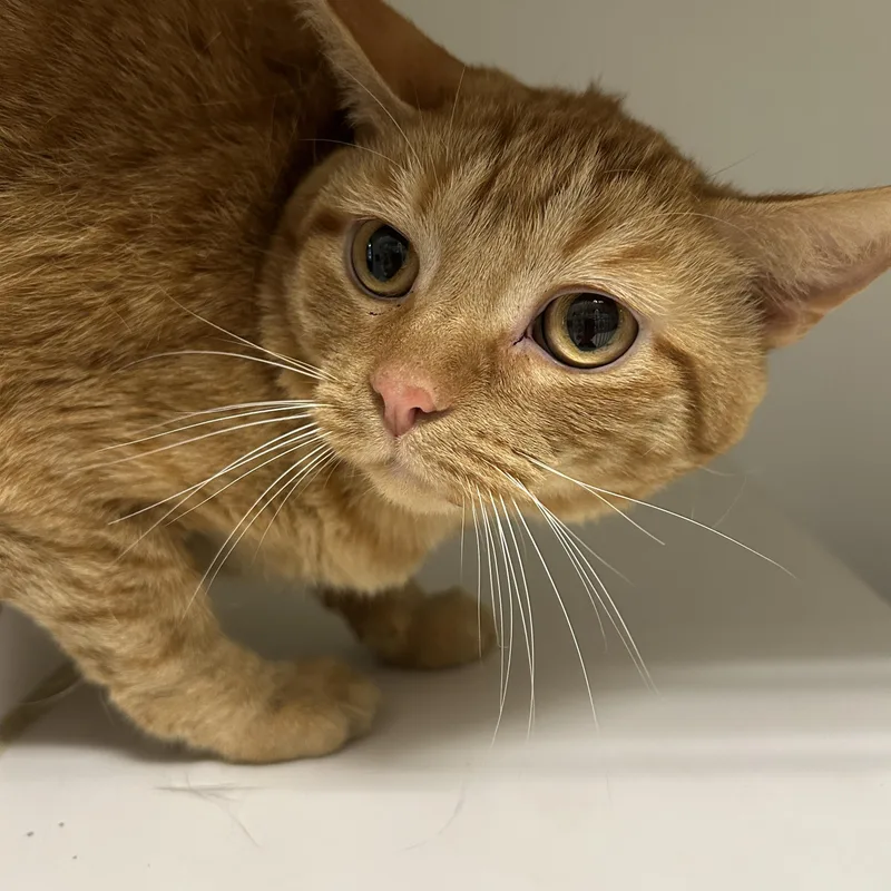 Garfield thumbnail 2