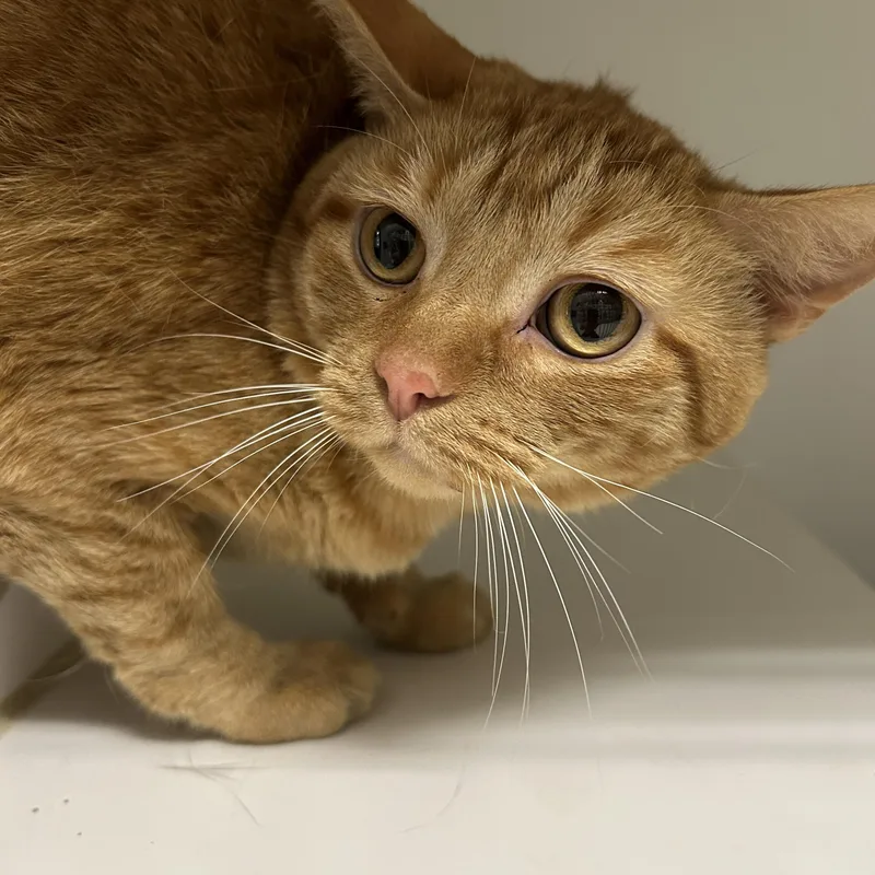 Garfield thumbnail 4