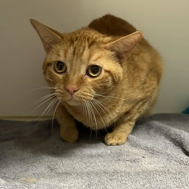 Garfield thumbnail 5