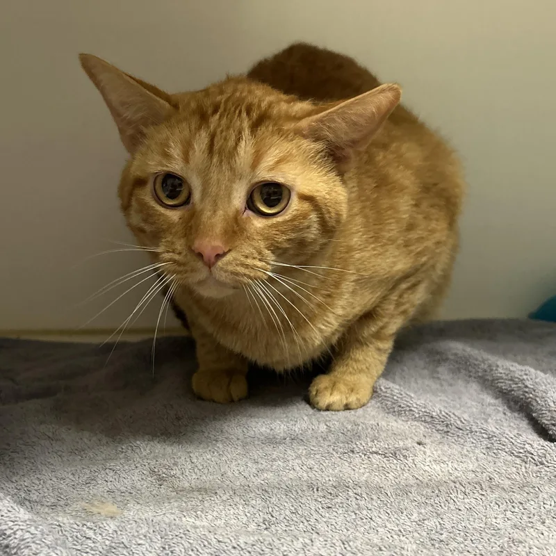 Garfield thumbnail 6