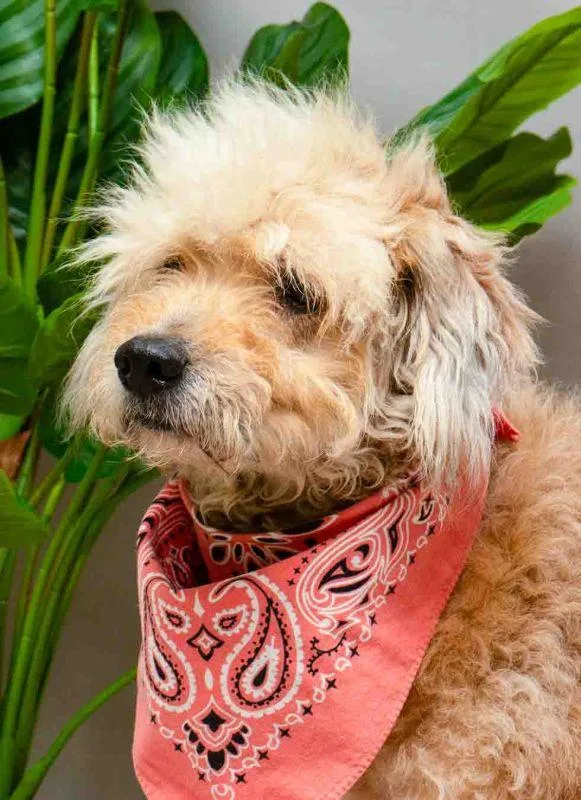 An adult medium-sized female Apricot / Beige Standard Poodle dog named Shelby for adoption in Sanford, FL