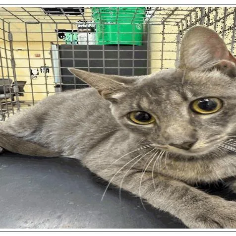 An adult medium-sized female Gray / Blue / Silver Domestic Short Hair cat named Kimmy for adoption in Tampa, FL
