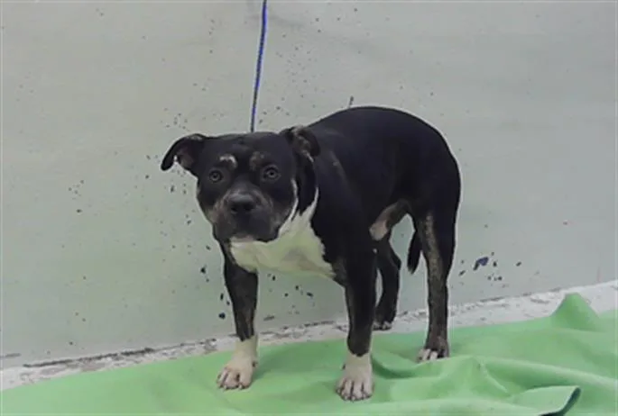 An adult medium-sized male Staffordshire Bull Terrier dog named Kingsly for adoption in Houston, TX